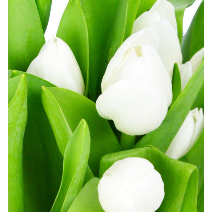 TULIPAN ROYAL VIRGIN 372