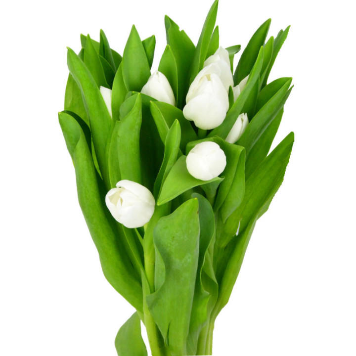 TULIPAN ROYAL VIRGIN 373