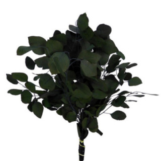 EUC POPULUS PRESERVADO VERDE1