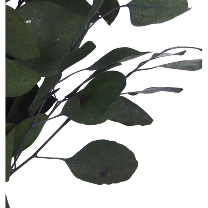 EUC POPULUS PRESERVADO VERDE2