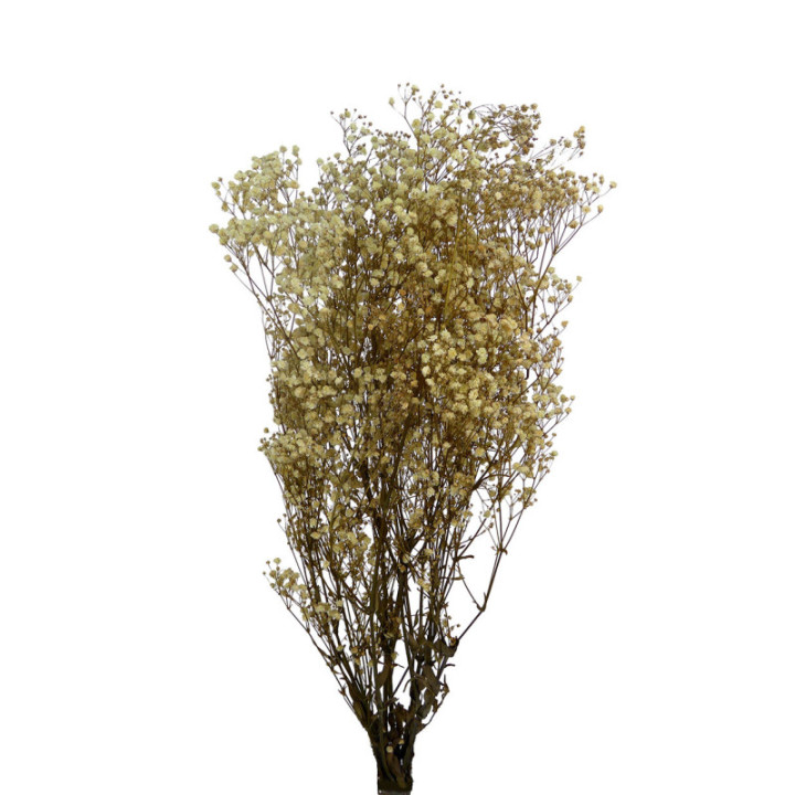 GYPSOPHILA PRESERVADO NATURAL1