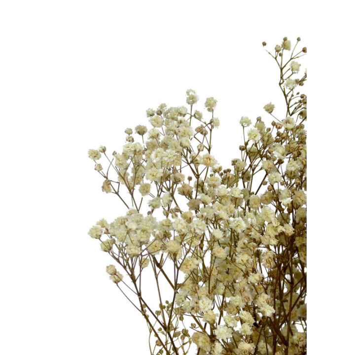 GYPSOPHILA PRESERVADO NATURAL2