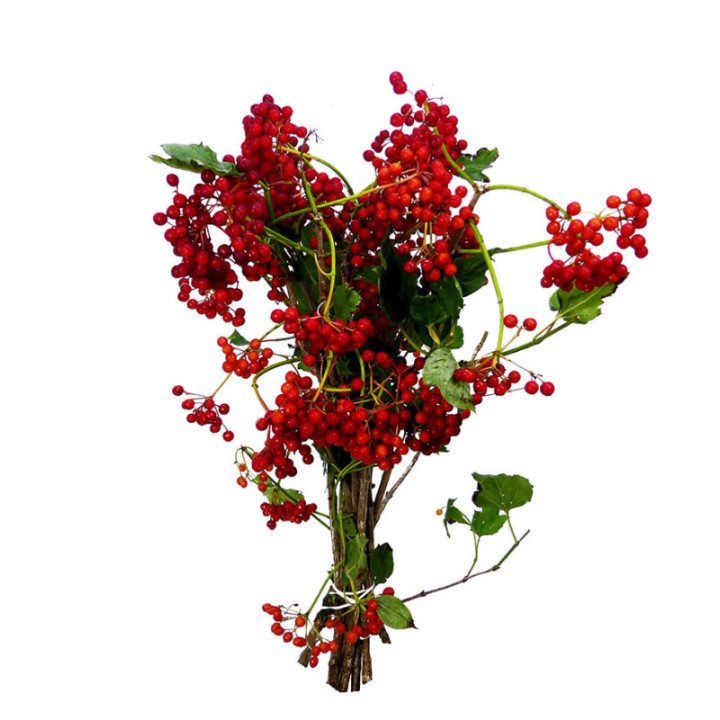 VIBURNUM COMPACTUM 401