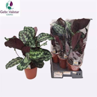PL. CALATHEA DIVERSO 65CM X51