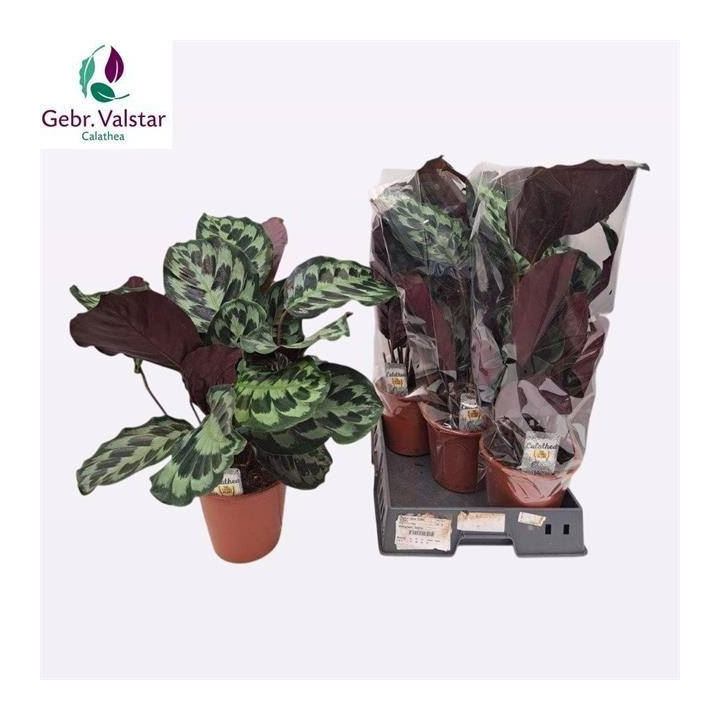 PL. CALATHEA DIVERSO 65CM X51
