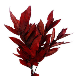 CASTAÑO PRESERVADO ROJO1