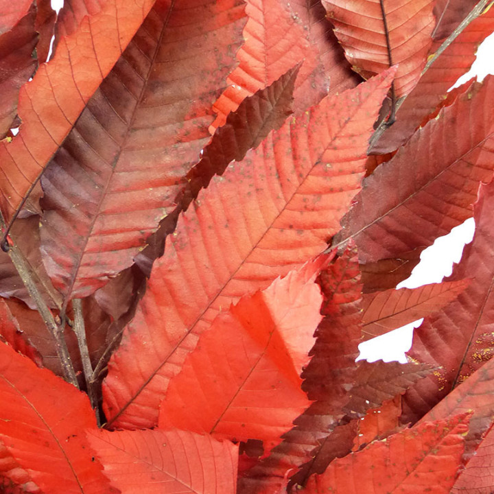 CASTAÑO PRESERVADO ROJO2