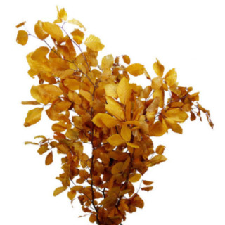 HOJA BEUK PRESERVADO YELLOW1