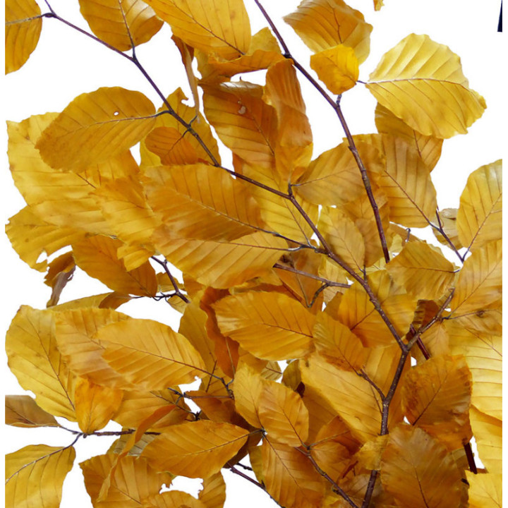 HOJA BEUK PRESERVADO YELLOW2