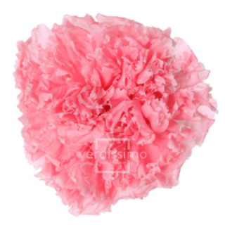 CLAVEL PRESERVADO ROSA PASTEL CAR/14201