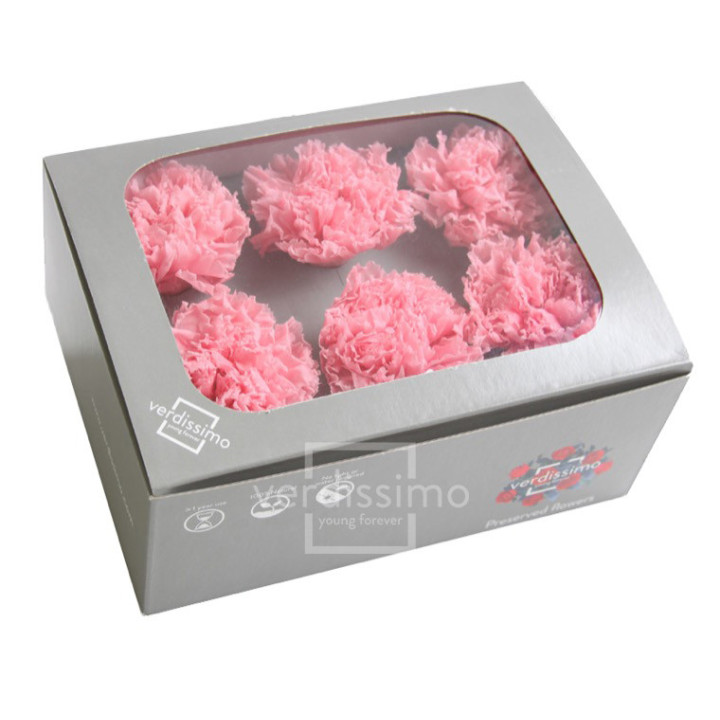 CLAVEL PRESERVADO ROSA PASTEL CAR/14202