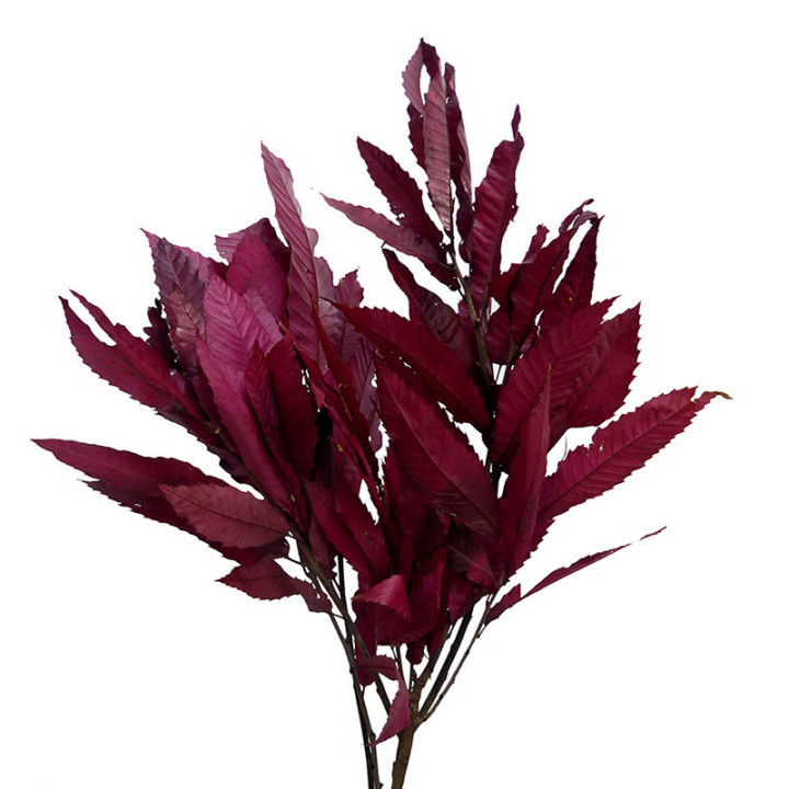 CASTAÑO PRESERVADO FUCSIA1