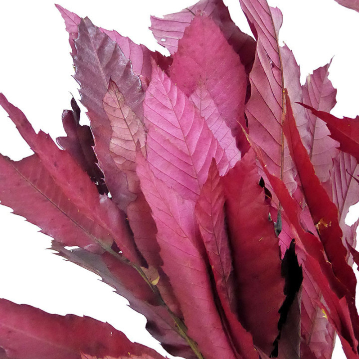 CASTAÑO PRESERVADO FUCSIA2
