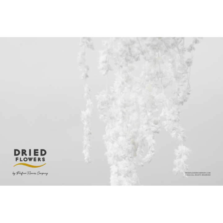 DRIED AMARANTHUS CAUDATUS PRESERVADO BLANCO1