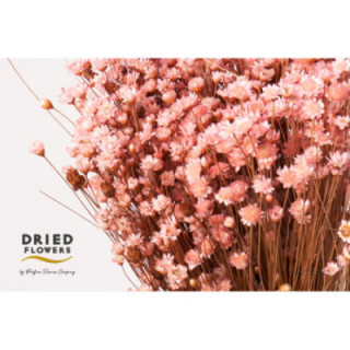 DRIED GLIXIA PRESERVADO PINK1