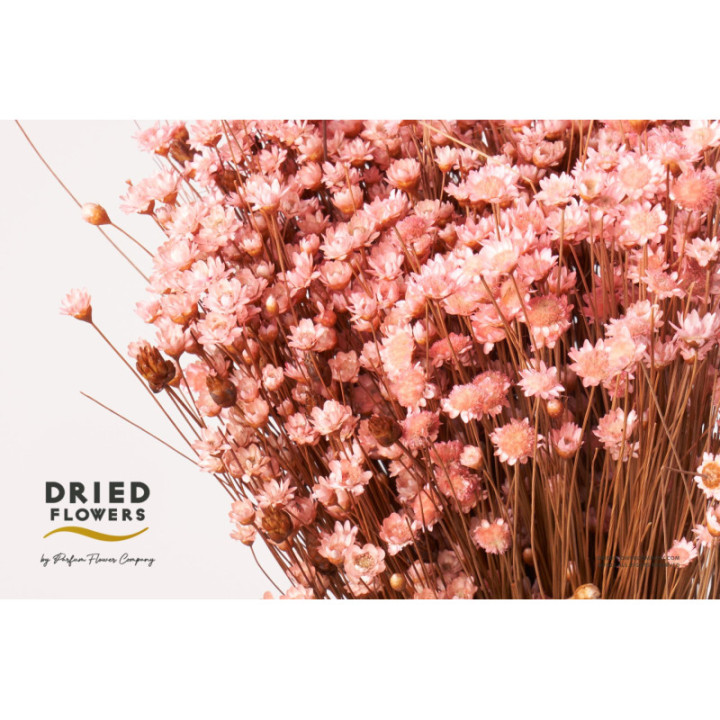 DRIED GLIXIA PRESERVADO PINK1