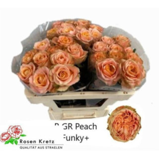 ROSA HOL PEACH FUNKY 601