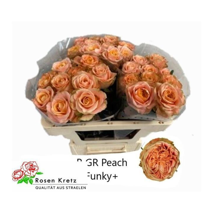 ROSA HOL PEACH FUNKY 601