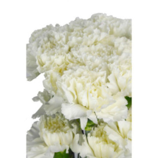 CLAVEL SELECT BLANCO1