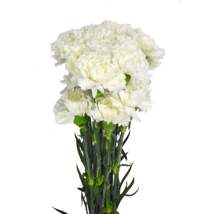 CLAVEL SELECT BLANCO2