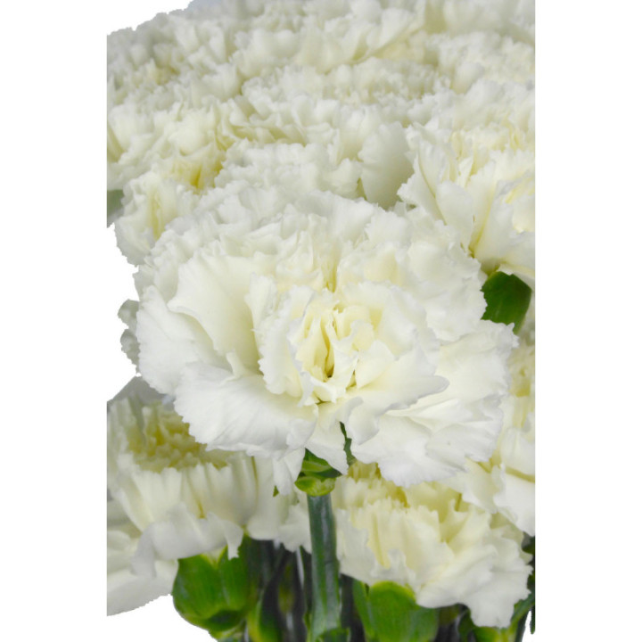 CLAVEL SELECT BLANCO3