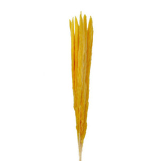 CORTADERIA AMARILLA 651