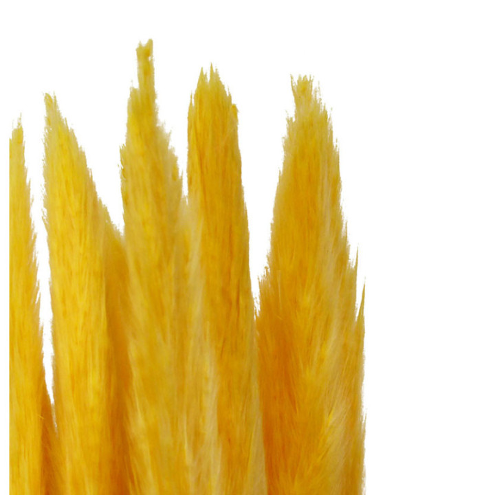 CORTADERIA AMARILLA 652