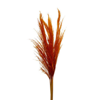 CORTADERIA NARANJA 1201