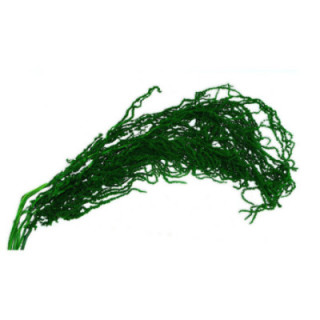 DRIED AMARANTHUS CAUDATUS PRESERVADO VERDE1