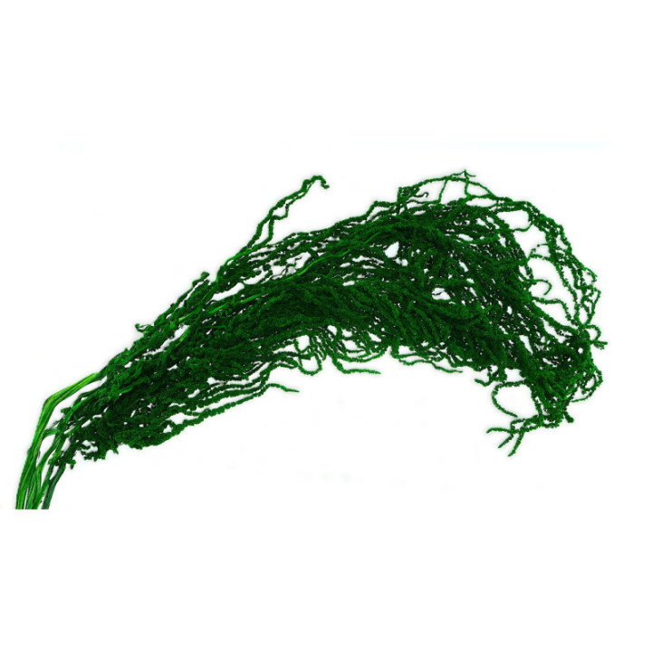 DRIED AMARANTHUS CAUDATUS PRESERVADO VERDE1