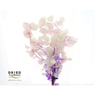 DRIED EUCALYPTUS POPULUS PRESERVADO MORADO1