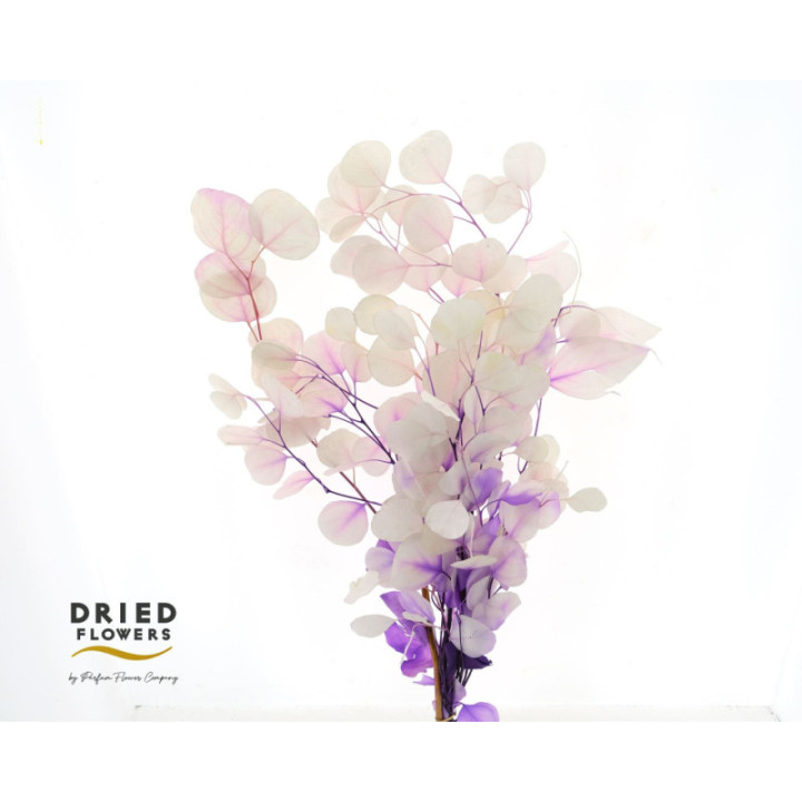 DRIED EUCALYPTUS POPULUS PRESERVADO MORADO1