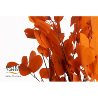 DRIED EUCALYPTUS POPULUS PRESERVADO ORANGE1