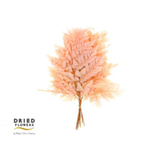 DRIED HELECHO PRESERVADO ROSA CLARO1