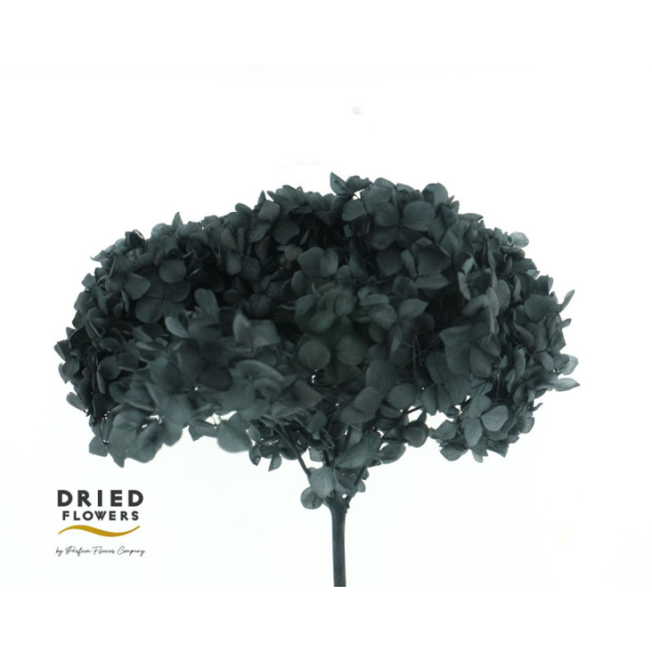 DRIED HORTENSIA PRESERVADA NEGRA1