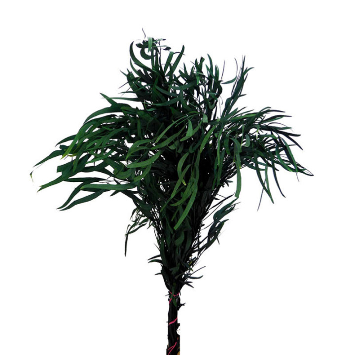 EUCALIPTUS PRESERVADO NICHOLII1