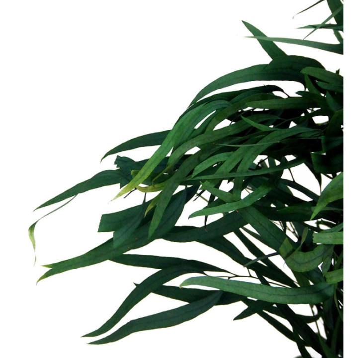 EUCALIPTUS PRESERVADO NICHOLII2