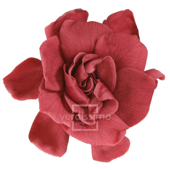 GARDENIA PRESERVADA 3UND GAR/24701