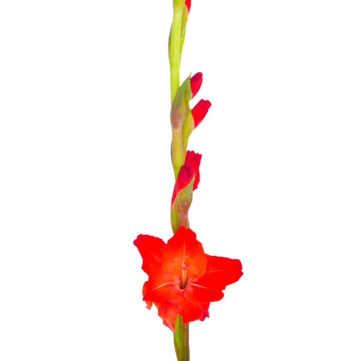 GLADIOLO ROJO1