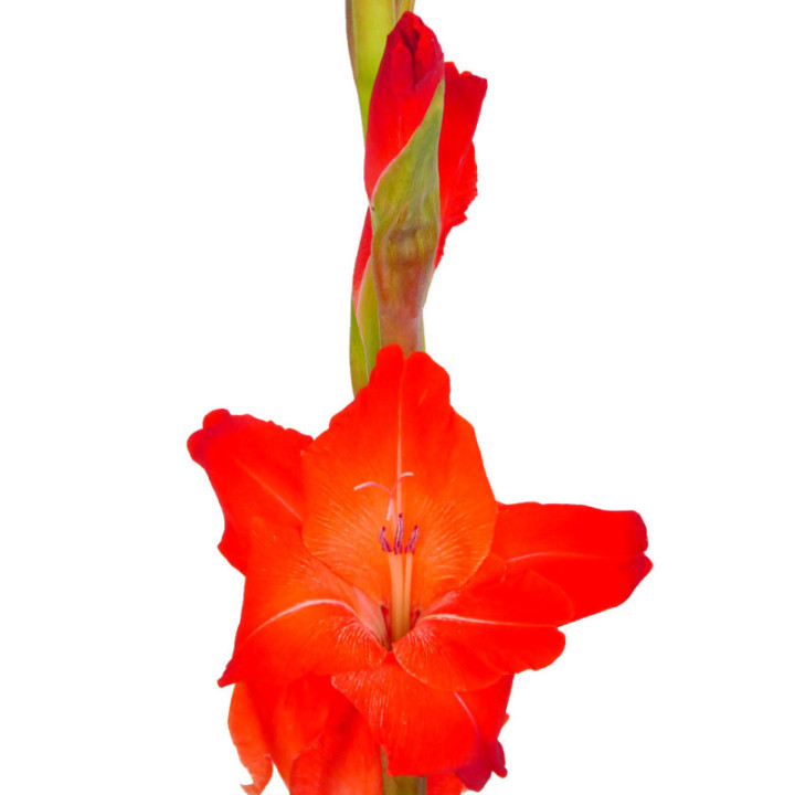 GLADIOLO ROJO2