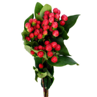 HYPERICUM COCO TANGO 501