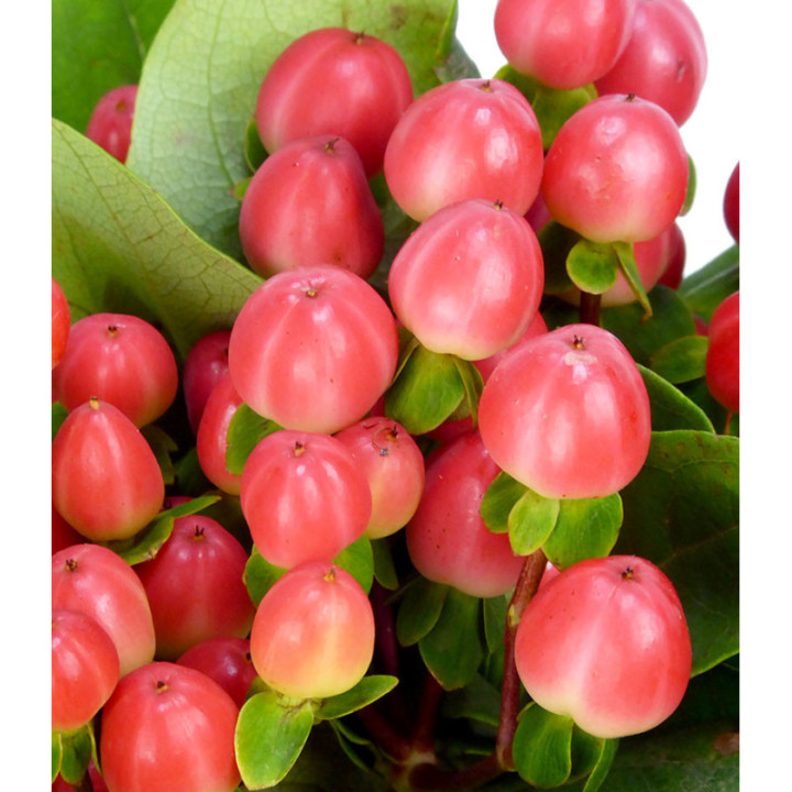 HYPERICUM COCO TANGO 502