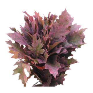 QUERCUS CORAL1