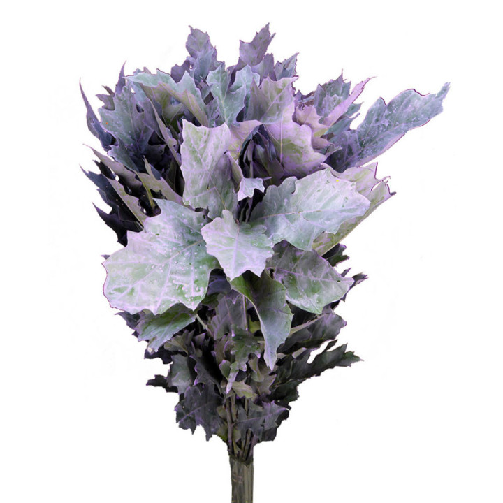QUERCUS MILKA1