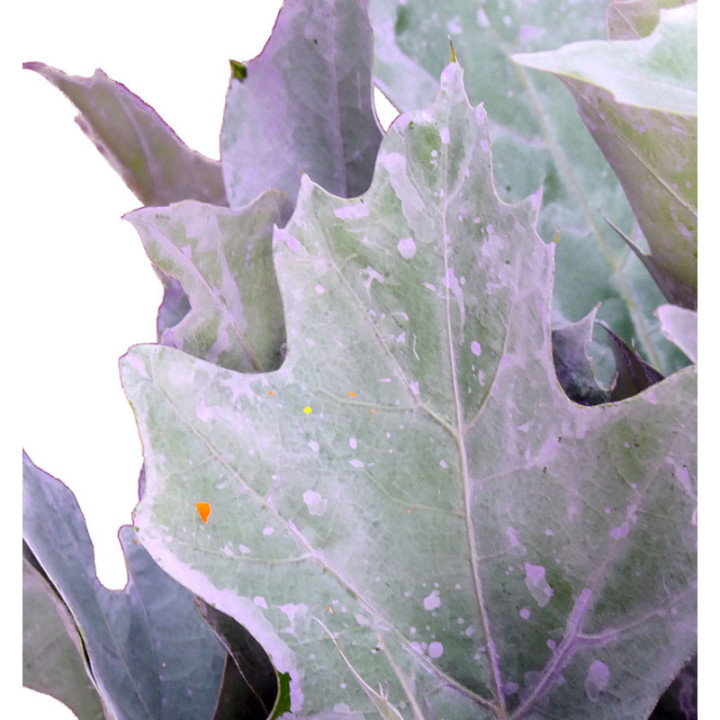 QUERCUS MILKA3