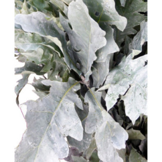 QUERCUS WHITE1
