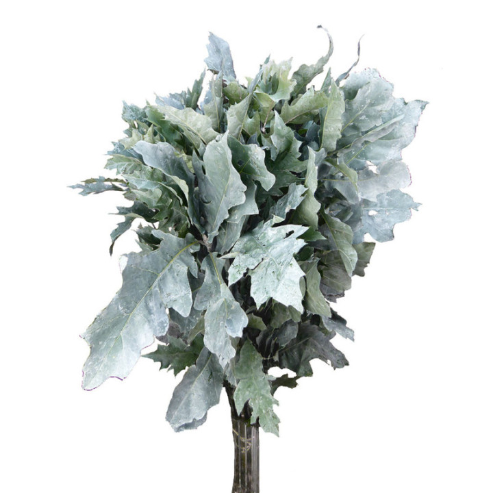 QUERCUS WHITE2