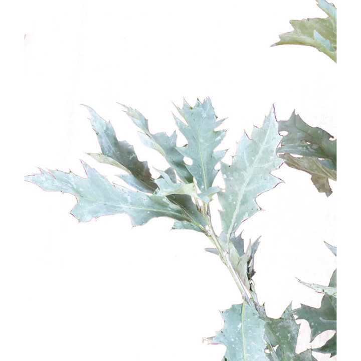 QUERCUS WHITE3