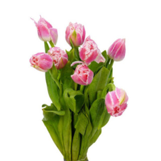TULIPAN QUEENSLAND 351