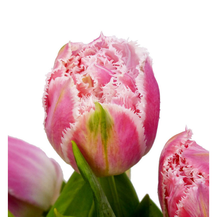 TULIPAN QUEENSLAND 352